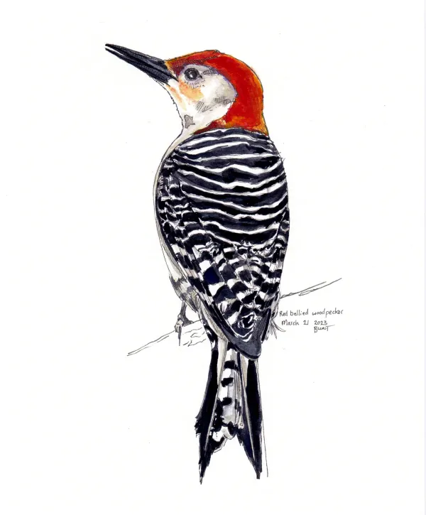Red Bellied Woodpecker