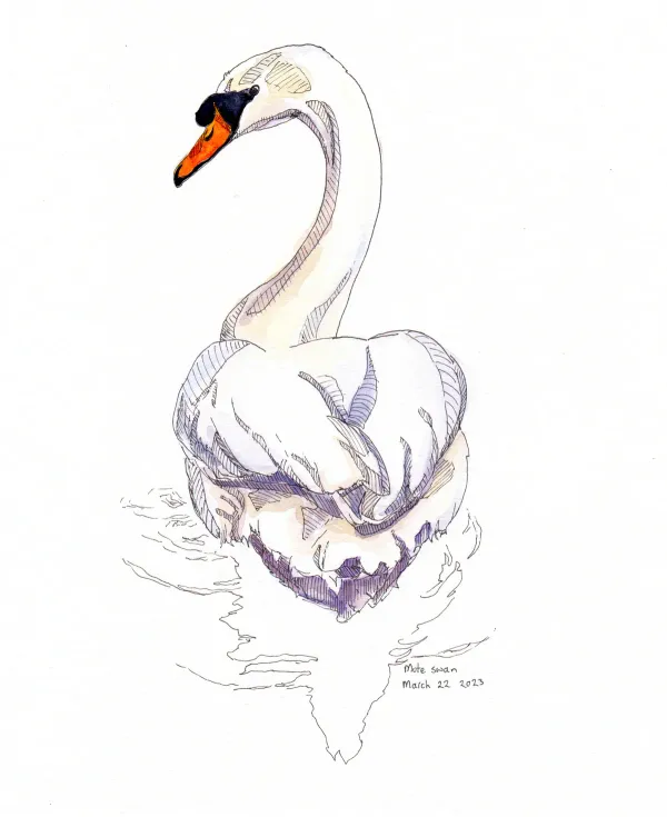 Mute Swan