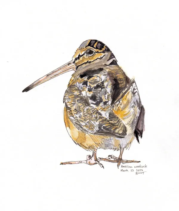 American Woodcock