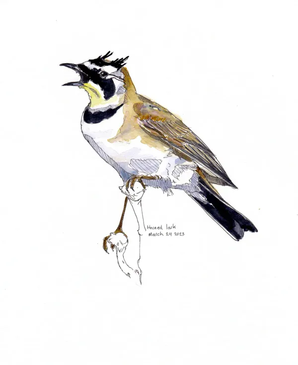Horned Lark