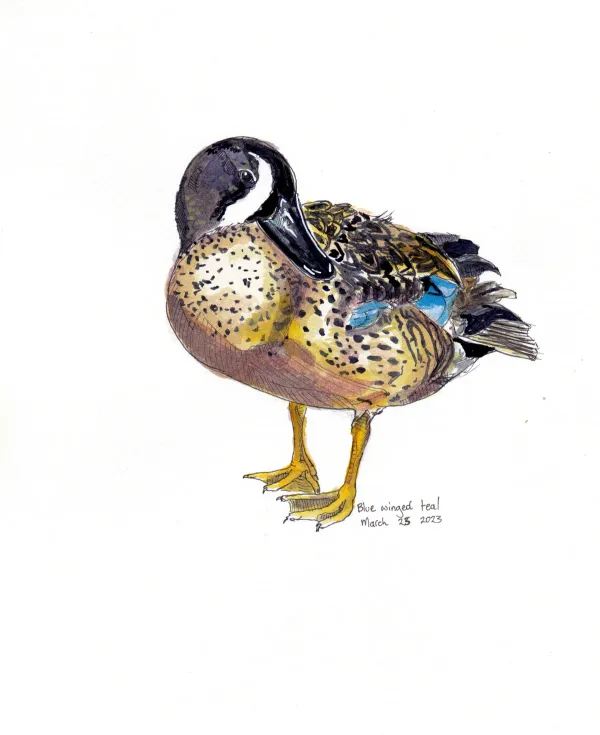 Blue Winged Teal