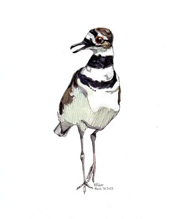 Killdeer