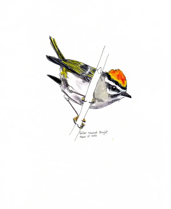 Golden Crowned Kinglet