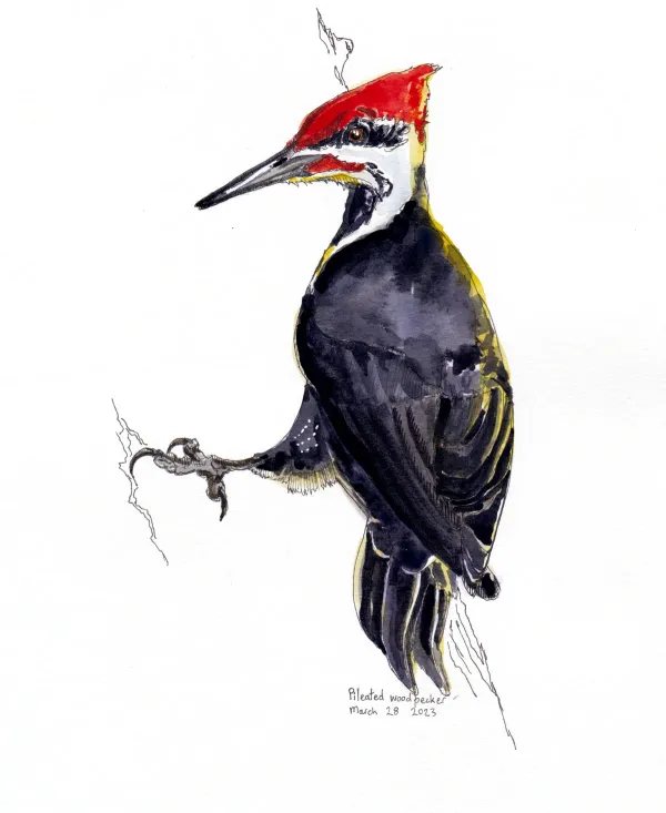 Pileated Woodpecker