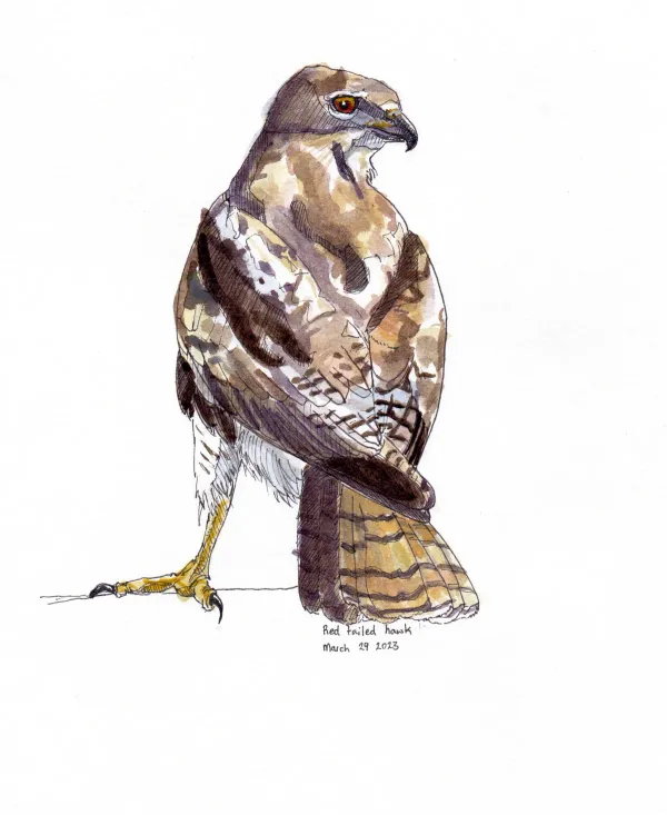 Red Tailed Hawk