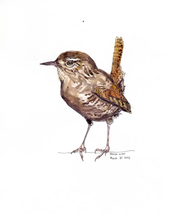 House Wren