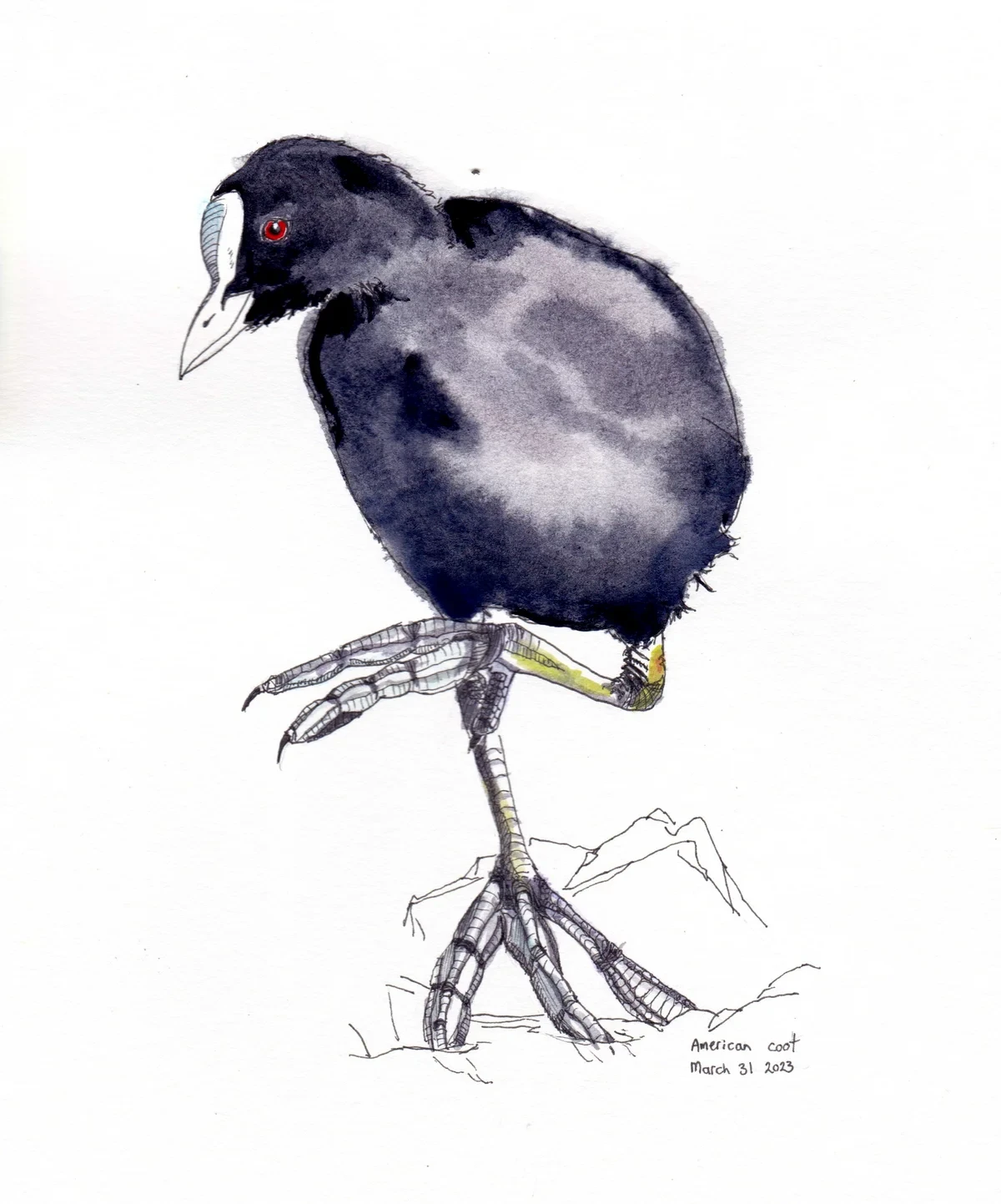 American Coot