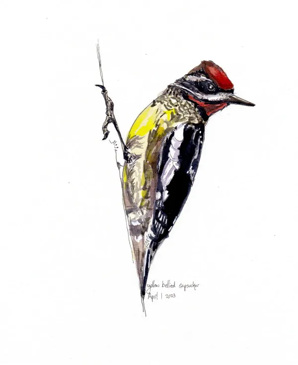 Yellow Bellied Sapsucker