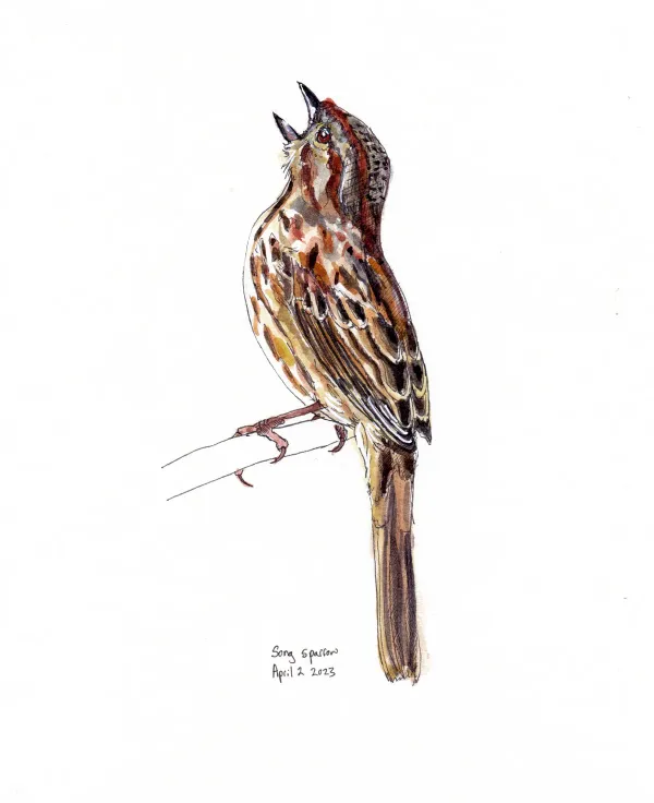 Song Sparrow