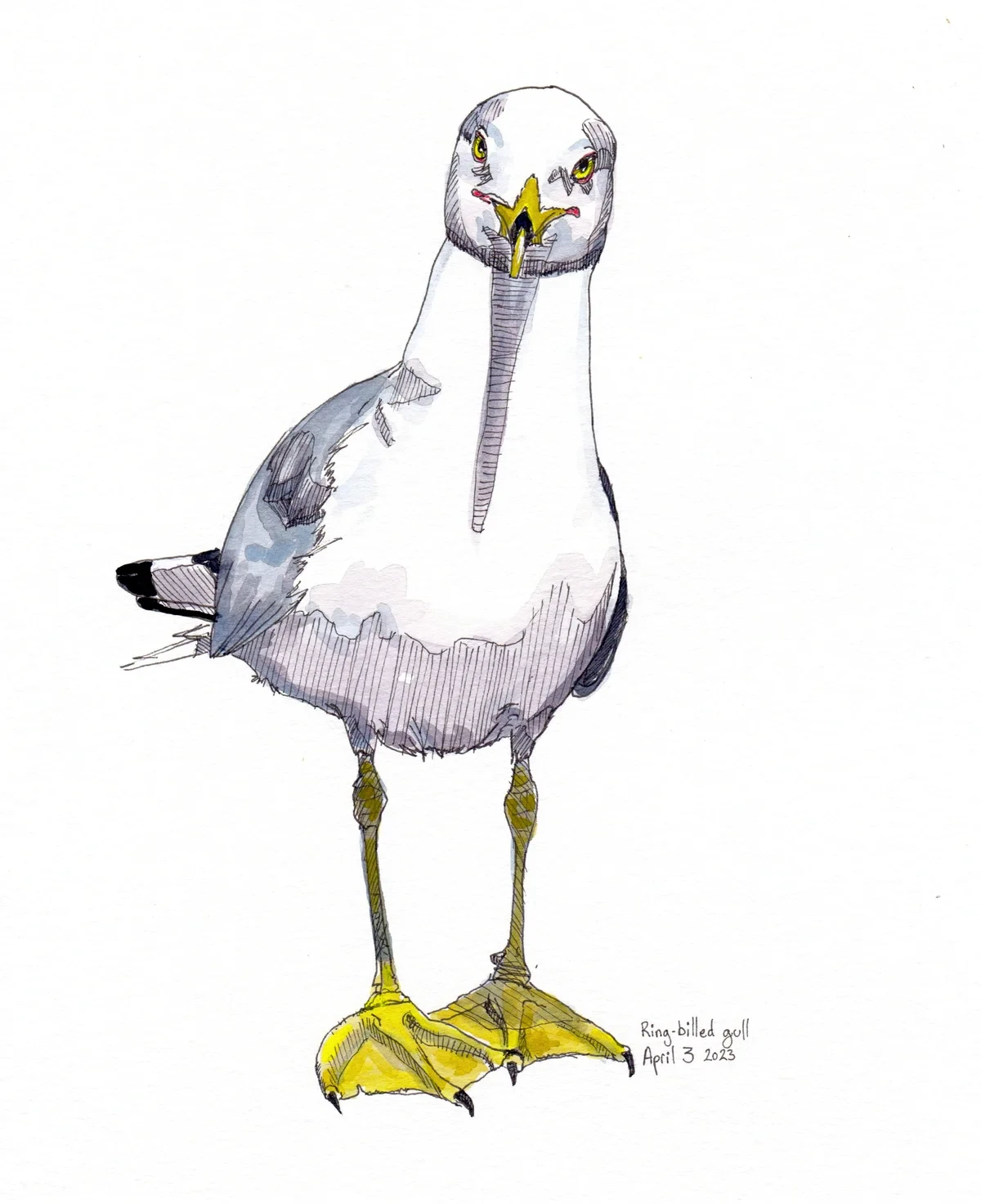 Ring Billed Gull