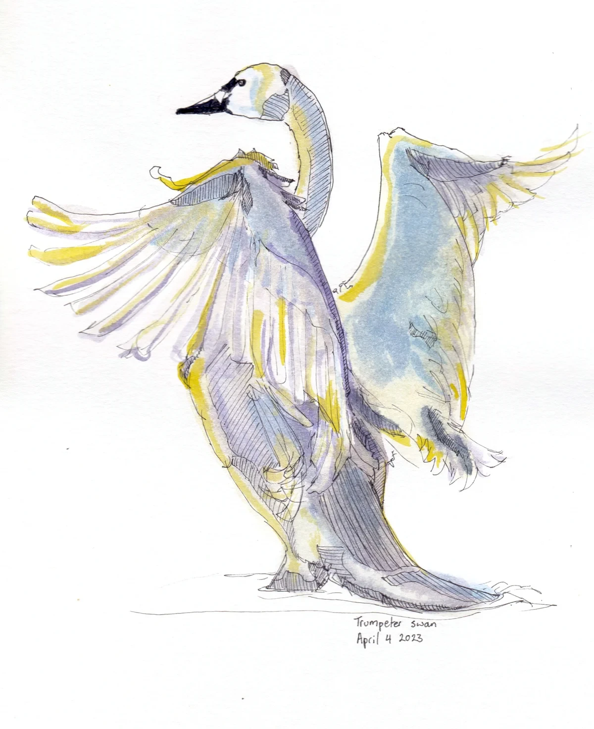 Trumpeter Swan