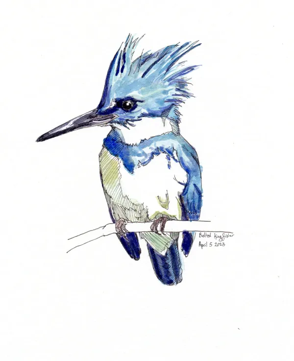 Belted Kingfisher