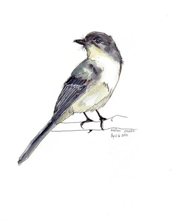 Eastern Phoebe