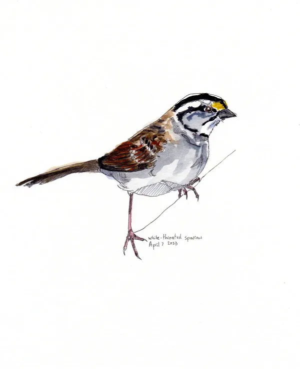 White Throated Sparrow