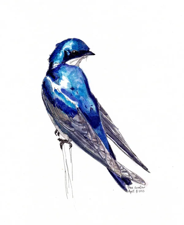 Tree Swallow