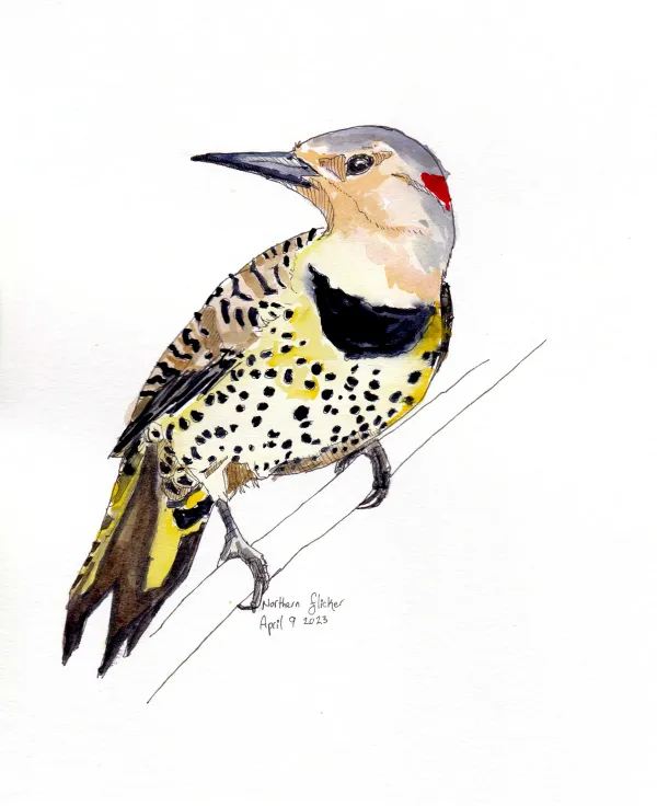 Northern Flicker
