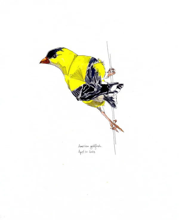 American Goldfinch