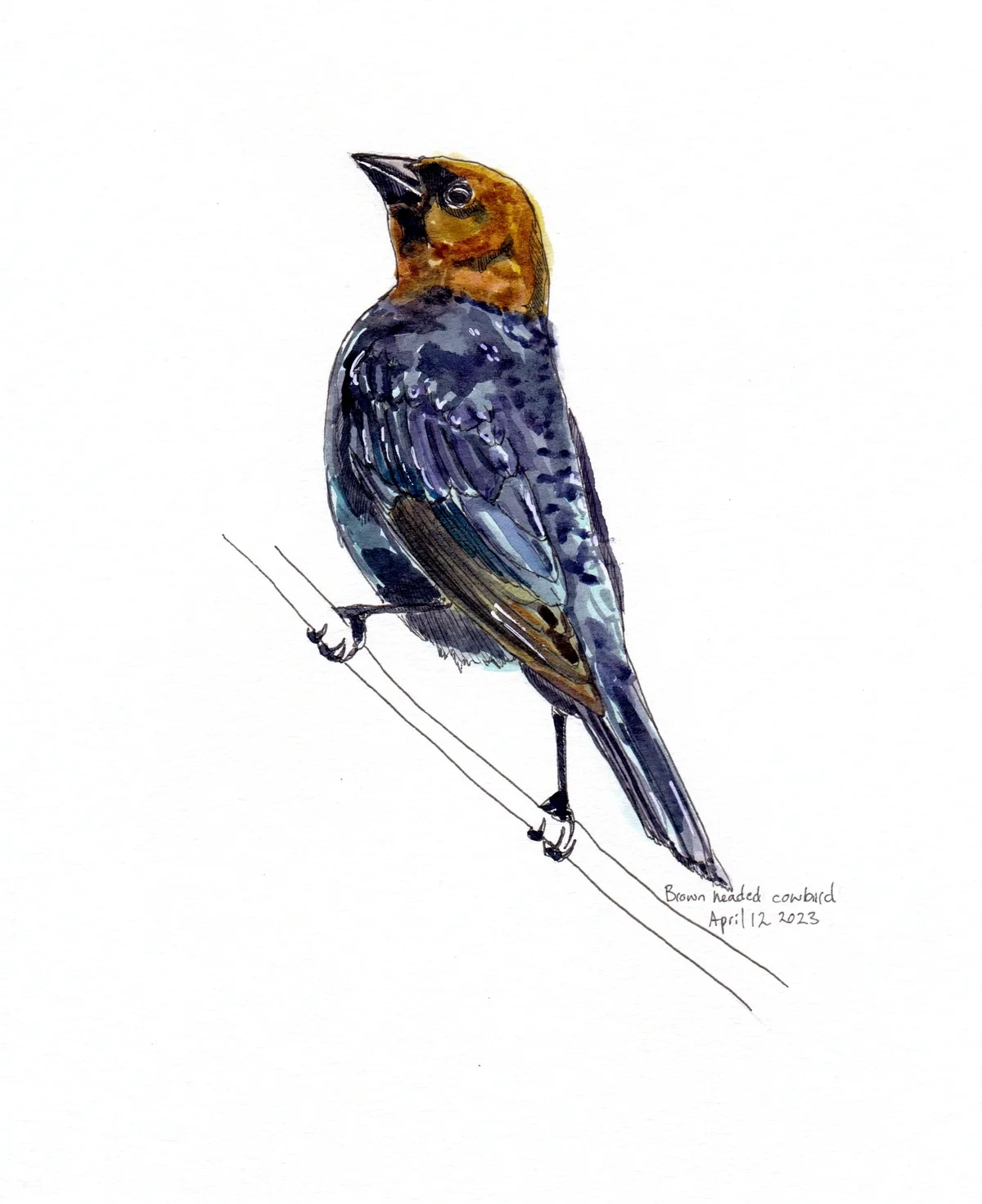 Brown Headed Cowbird
