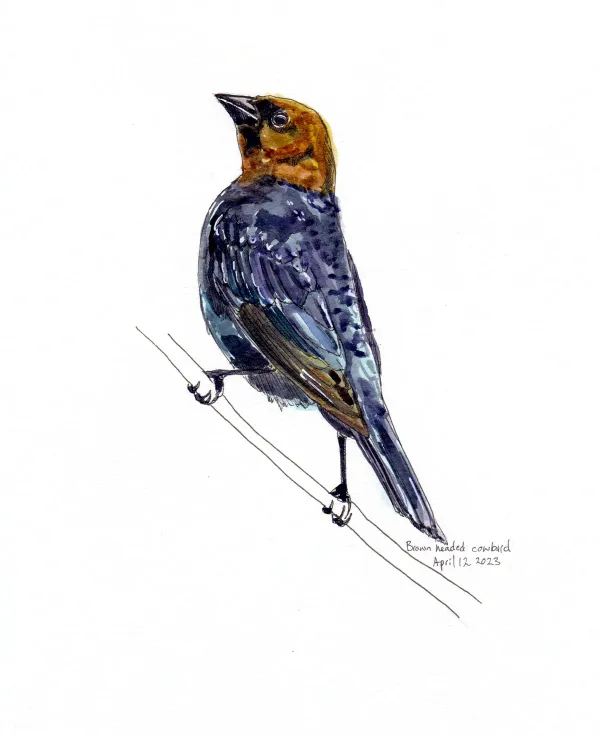 Brown Headed Cowbird