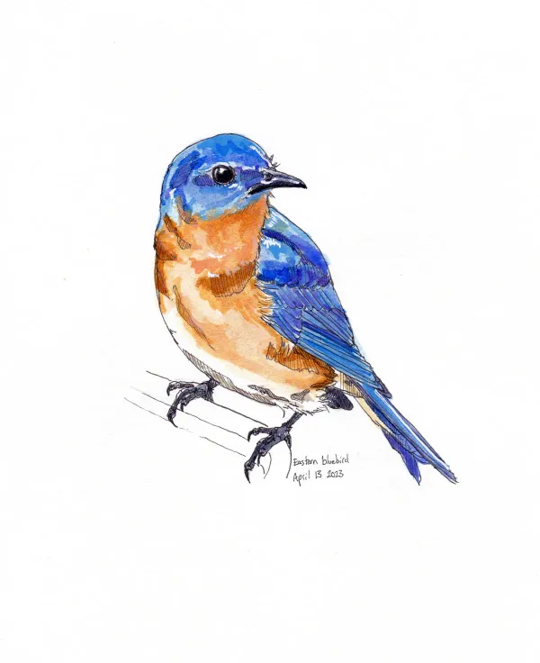 Eastern Bluebird
