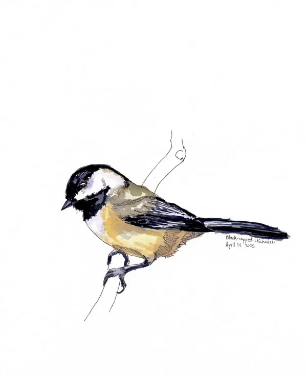 Black Capped Chickadee