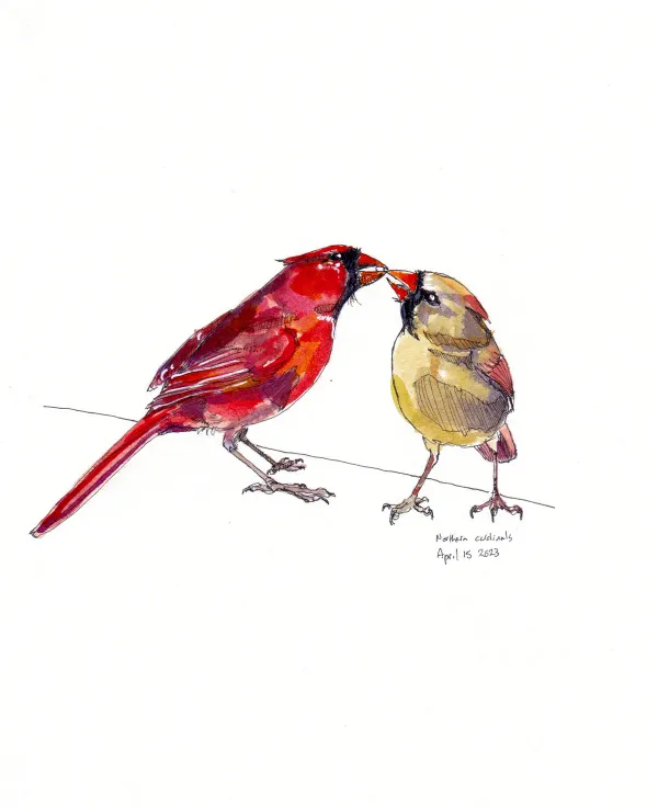 Northern Cardinals