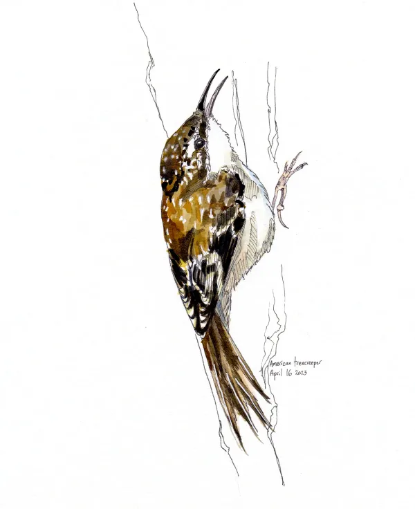 American Treecreeper