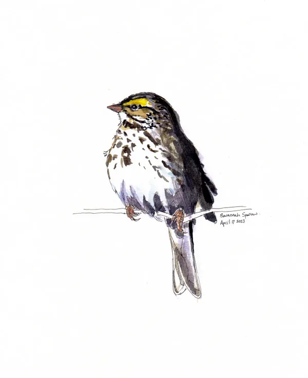 Savannah Sparrow