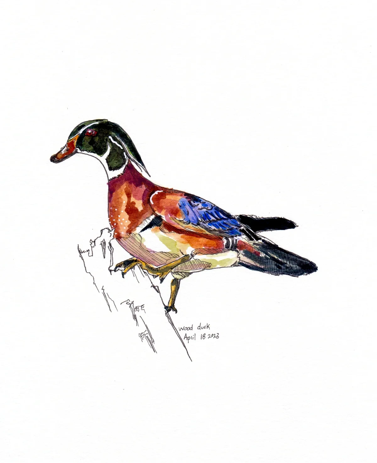 Wood Duck