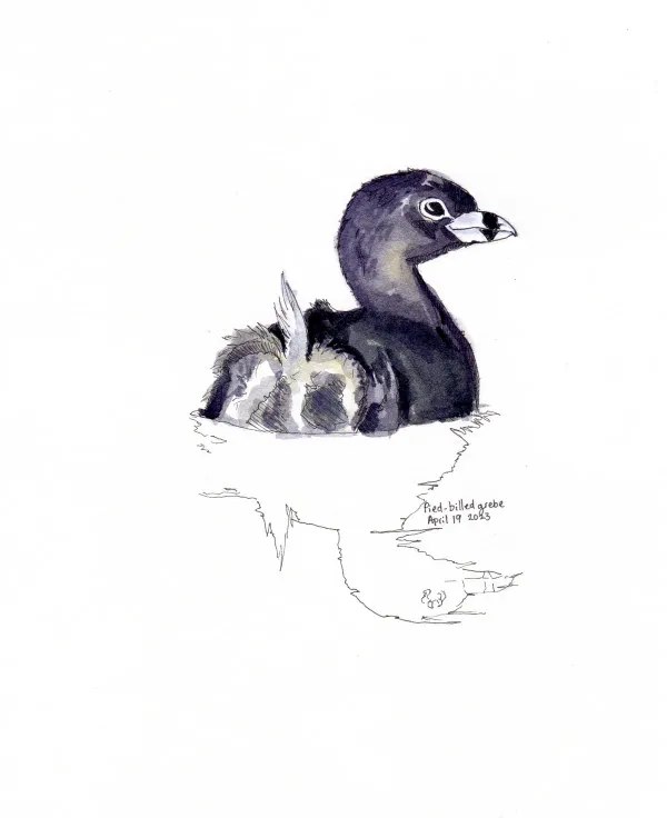 Pied Billed Grebe