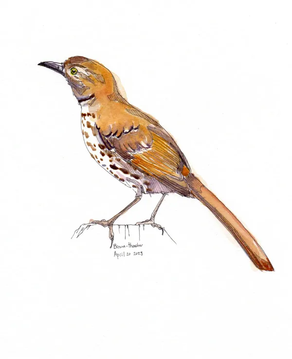 Brown Thrasher
