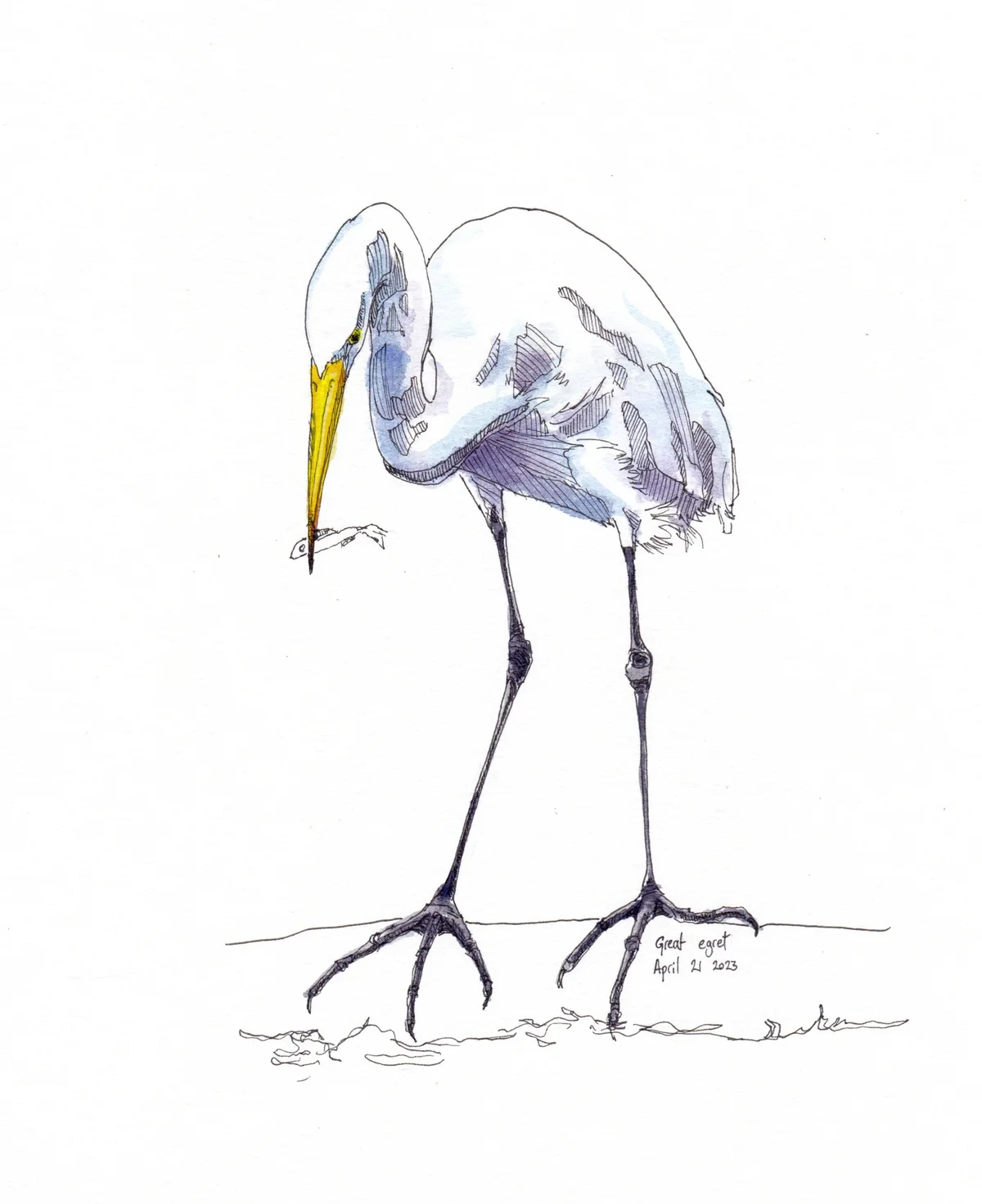Great Egret