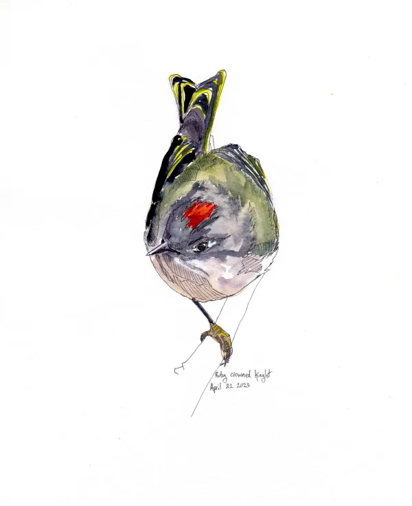 Ruby Crowned Kinglet