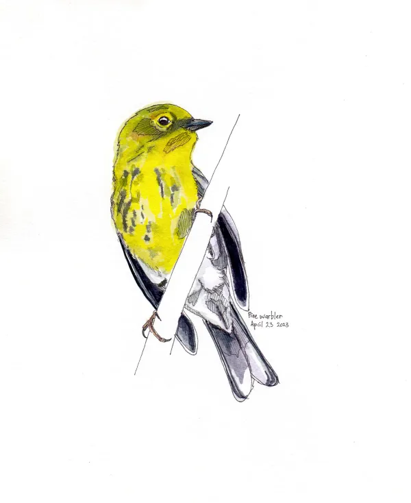 Pine Warbler