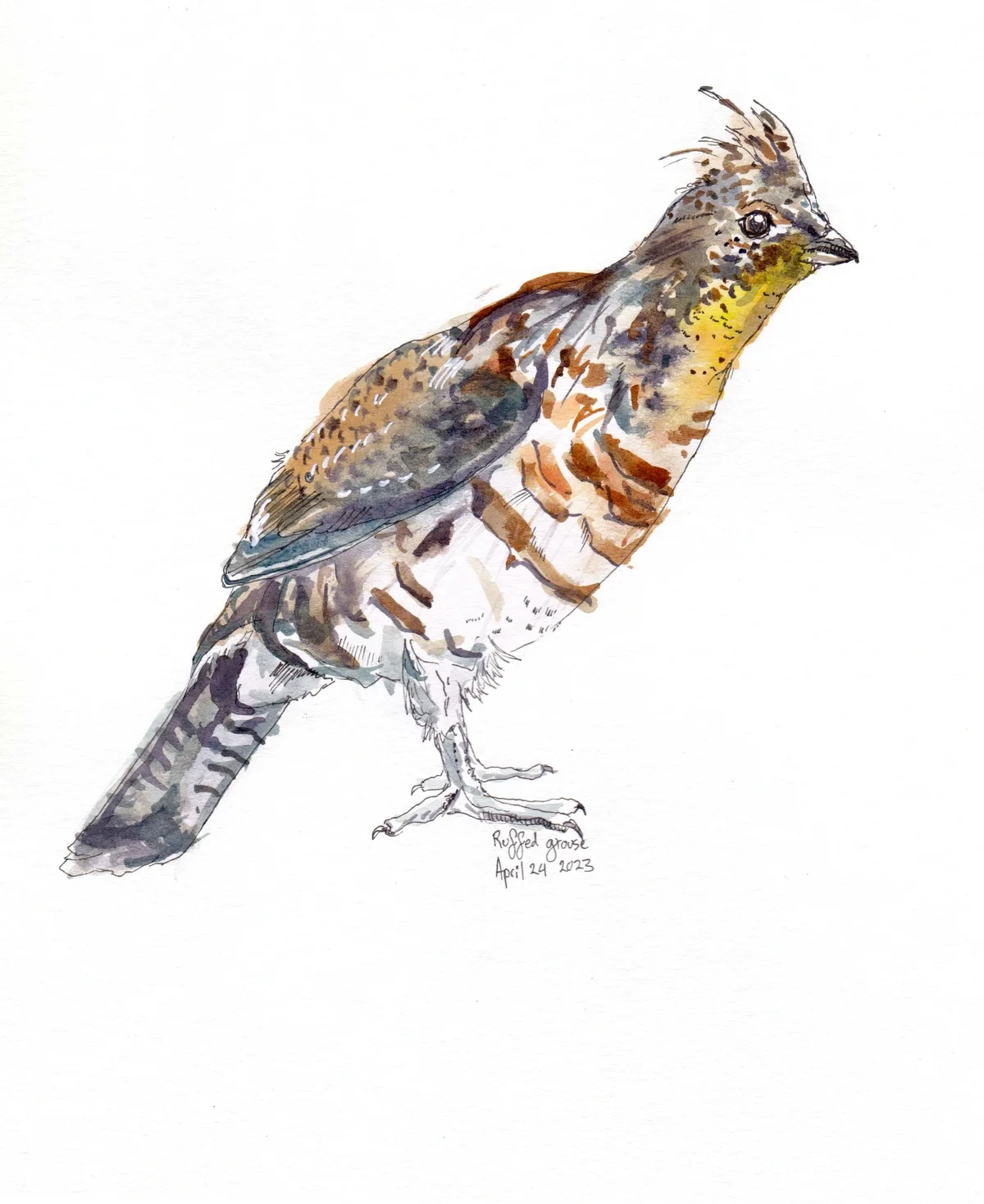 Ruffed Grouse