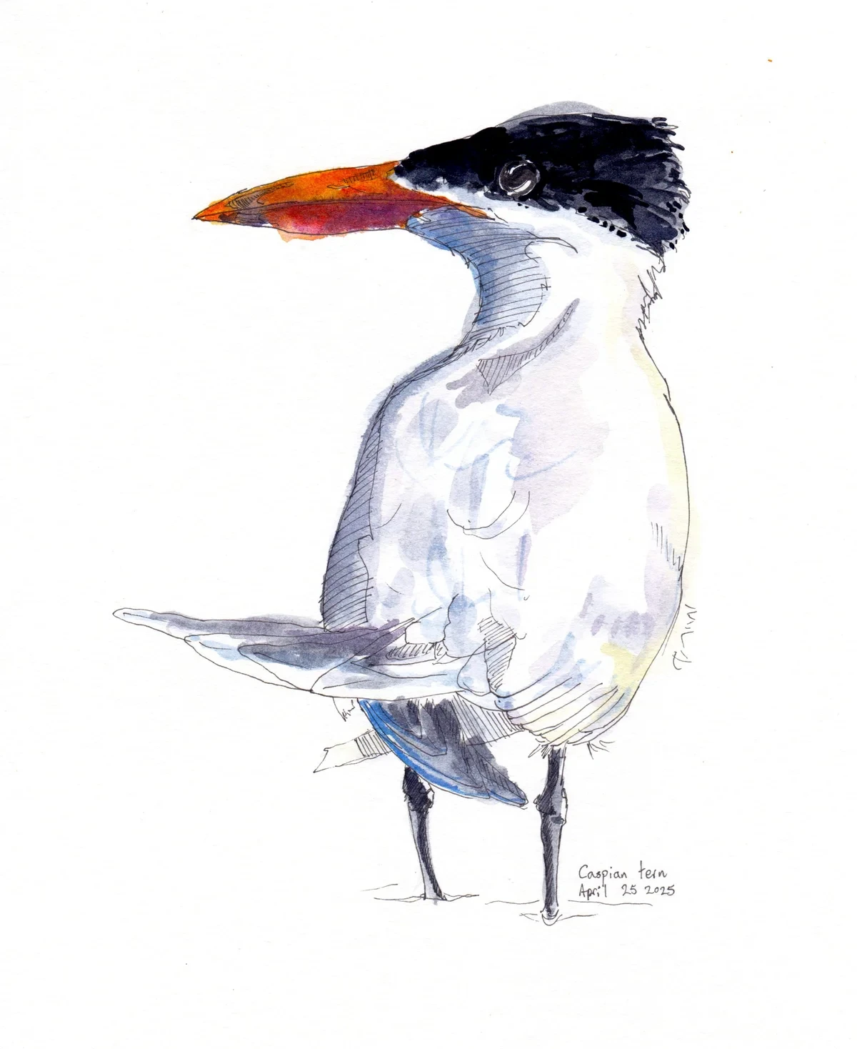 Caspian Tern