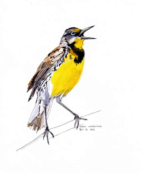 Eastern Meadowlark