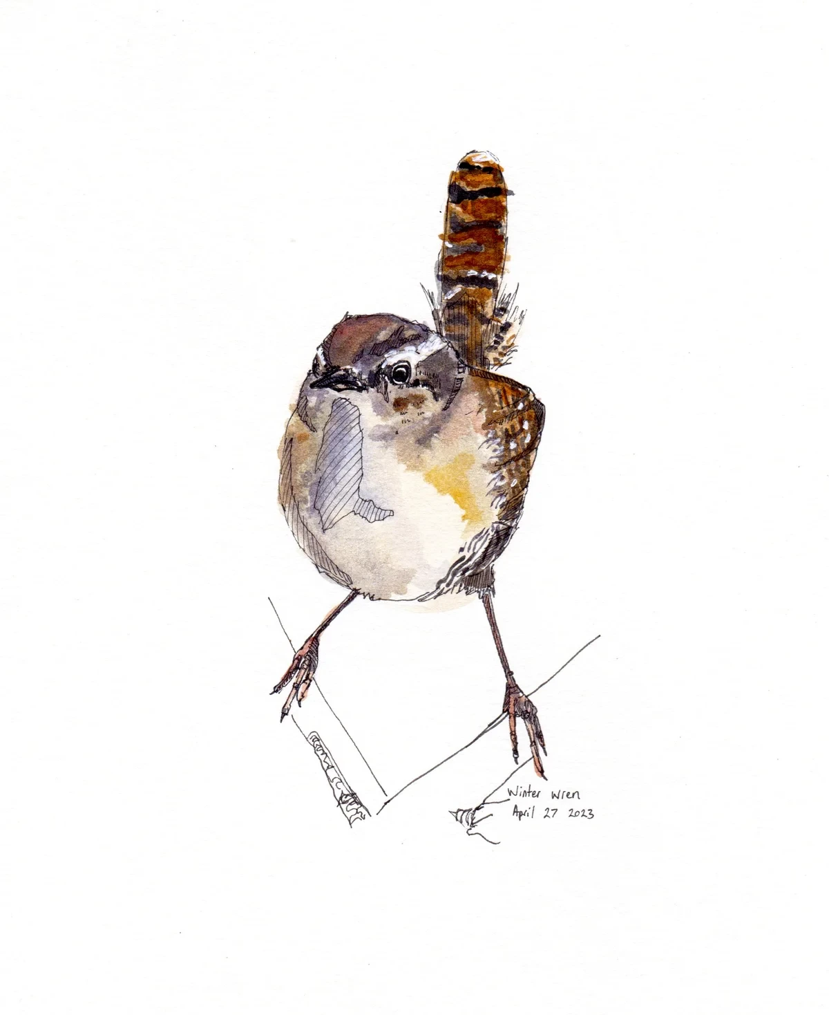 Winter Wren