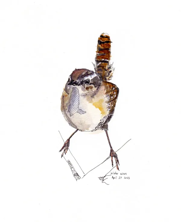 Winter Wren