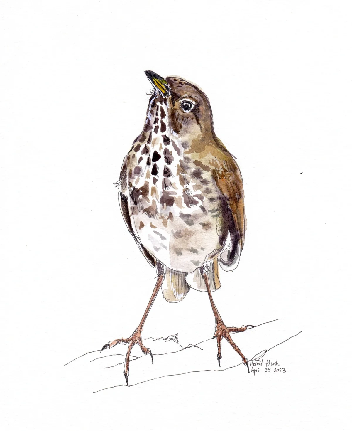 Hermit Thrush