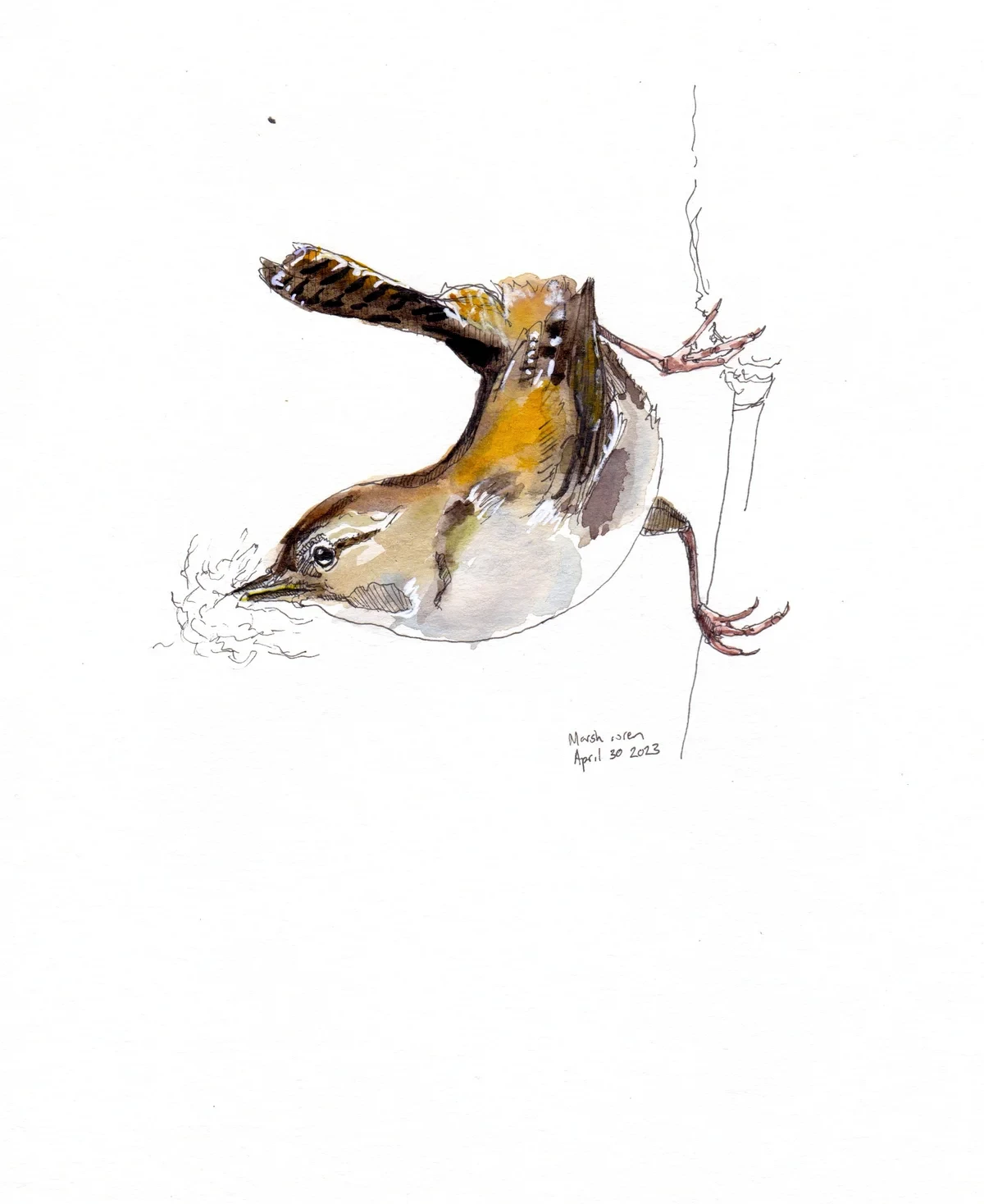 Marsh Wren