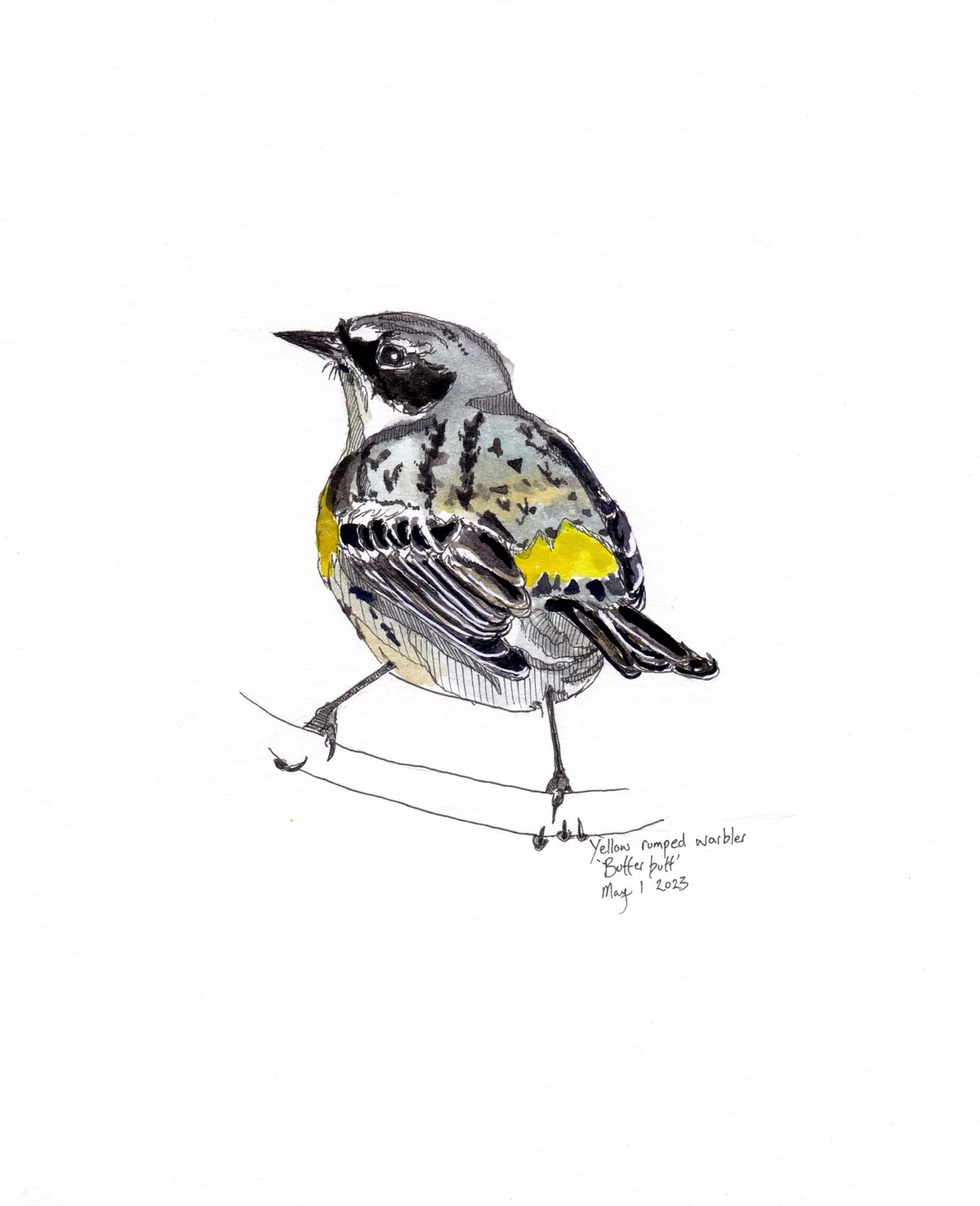 Yellow Rumped Warbler