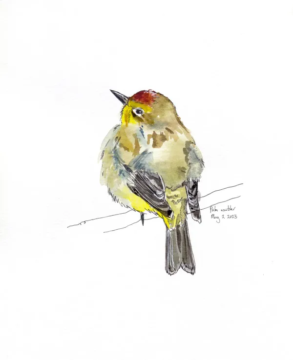 Palm Warbler