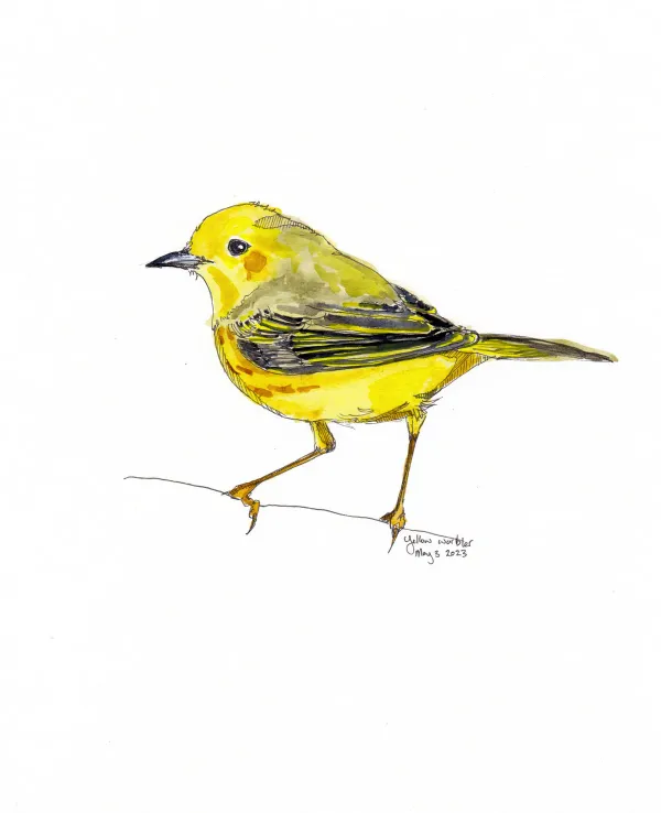Yellow Warbler