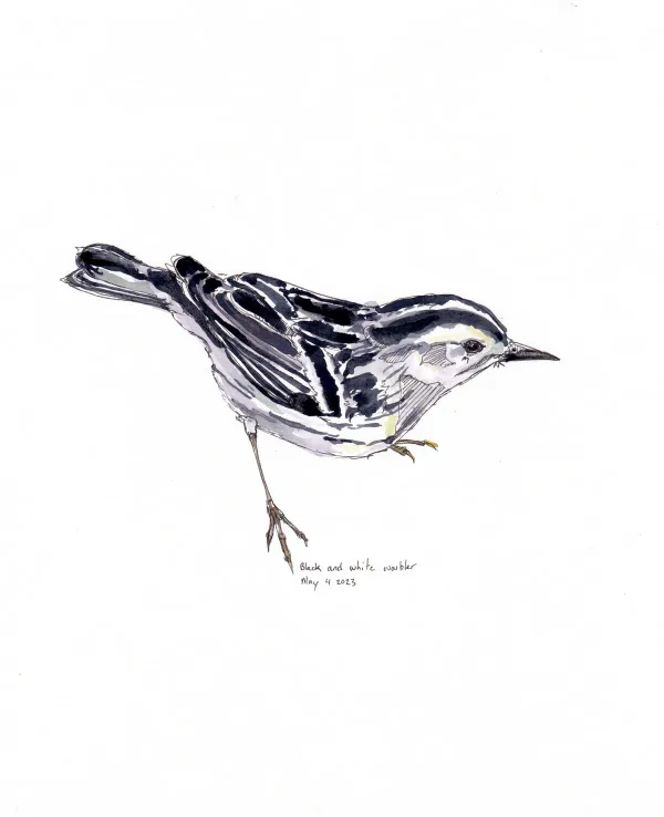 Black And White Warbler