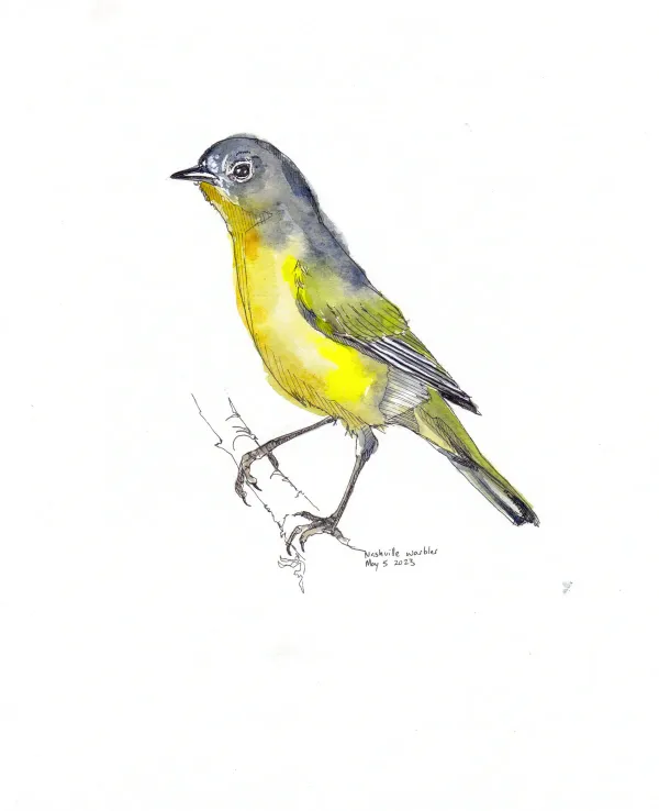 Nashville Warbler