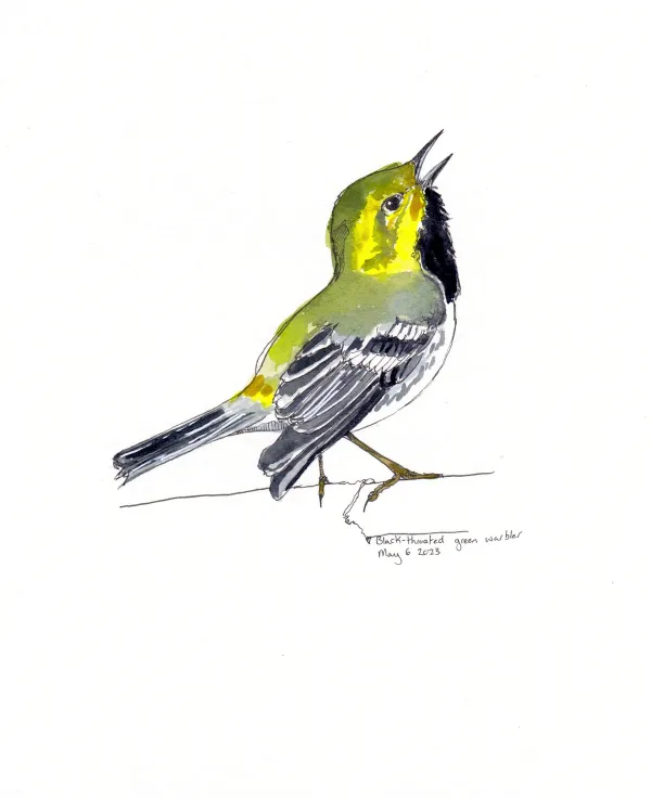 Black Throated Green Warbler