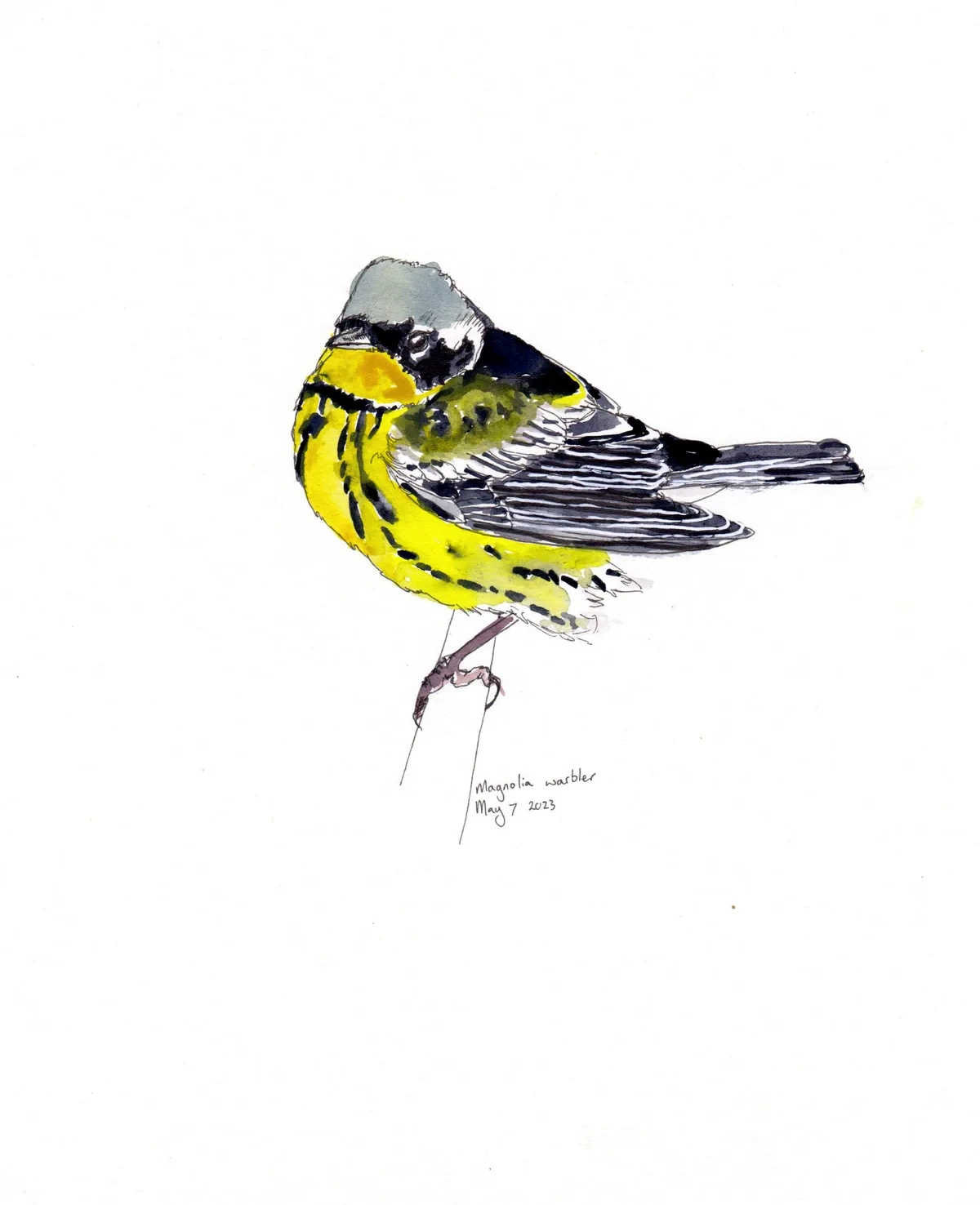 Magnolia Warbler
