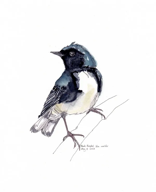 Black Throated Blue Warbler
