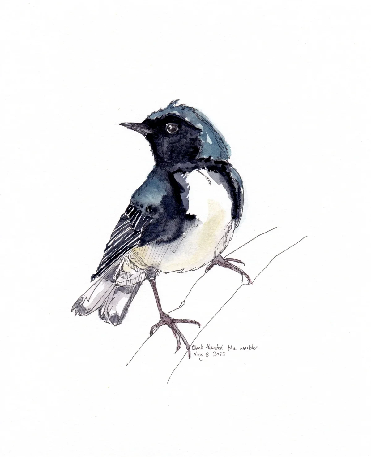 Black Throated Blue Warbler